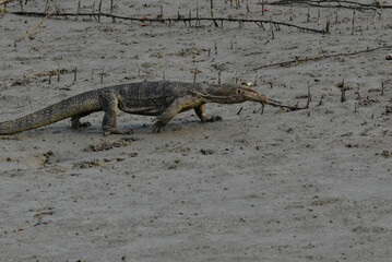 Monitor Lizard in Mangrove forest. This photo was taken in Sundarbans National Park, India.