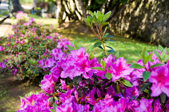 Azaleas en un jard&iacute;n a comienzos de primavera