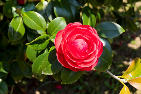 Camelia jap&oacute;nica roja