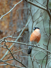 Male of bullfinch in the spring forest. Close-up.