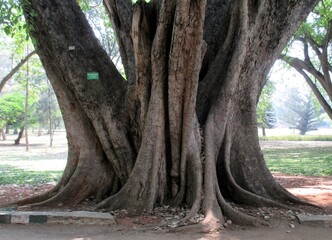 Tree (Ficus cunninghamii) in Lalbagh Botanical Garden, Bangalore, India