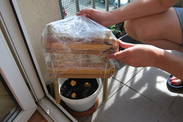 avocado covered with a home-made greenhouse 