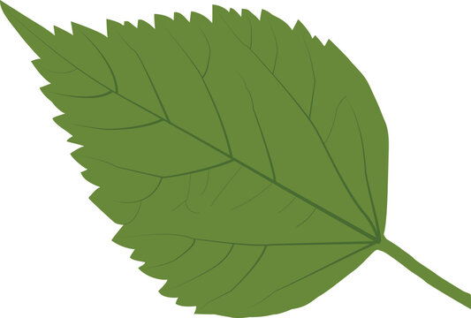 green leaf isolated on white