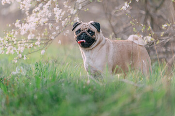 A cute pug dog stands in the tall grass near a flowering tree. Looking into the camera.