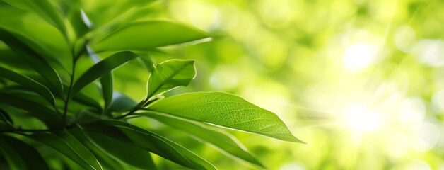 Obraz premium Nature of green leaf in garden at summer. Natural green leaves plants using as spring background cover page greenery environment ecology wallpaper