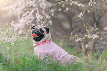 A cute pug dog sitting in the tall grass near a flowering tree. Side view.
