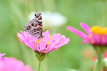 American Painted Lady, Vanessa virginiensis, butterfly pollinating a pink flower in South Texas.
