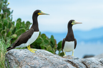Fototapeta premium Casal de atobá-pardo, ave marinha, em uma ilha oceânica / Pair of brown boobies, seabird, on an oceanic island