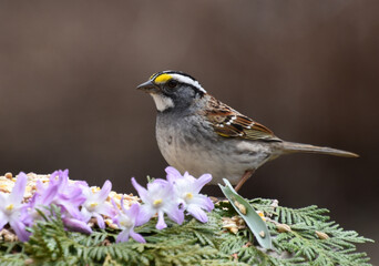 A Sparrow at the Feeder, Sainte-Apolline, Québec, Canada