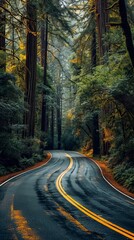 Obraz premium Road Through Redwood Forest Jedidiah Smith State Park California, USA
