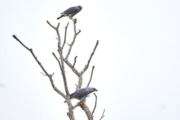 Gray Hawk, Buteo plagiatus, perched on a tree in South Texas.