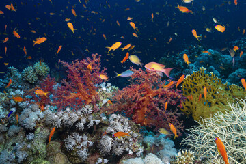 School of Anthias fish swimming on a red sea reef with bright Dendronephthia corals and clear water