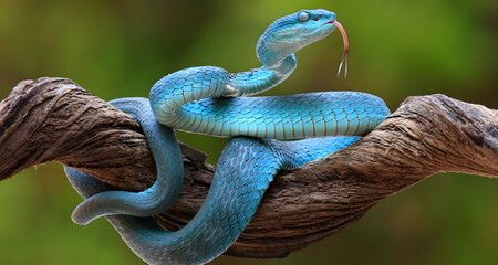 Blue vaper snake, amazing photo