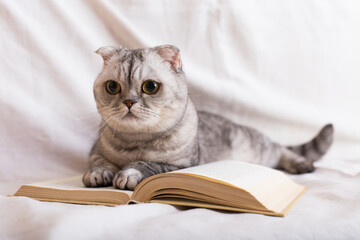 Lnterested cat lying near open book on white background