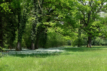 blossoms of ransom under trees in a green meadow