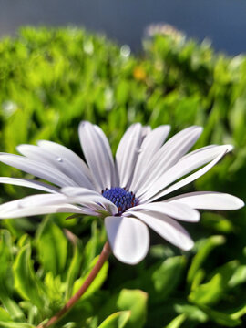 White Cape Daisy Flower Close up and a green background