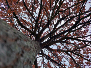 Underneath tree with close up textures, red leaves and cloudy day.