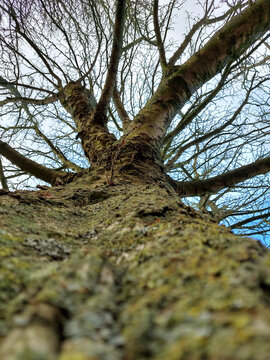 Underneath tree with close up textures, no leaf, dry branches with moss.