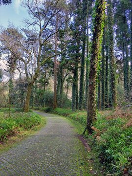Road Park pathway with trees with moss in a forest.