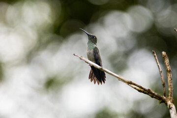 Um beija-flor pousado em um galho na Mata Atlântica, beija-flor-cinza / A hummingbird perched on a...