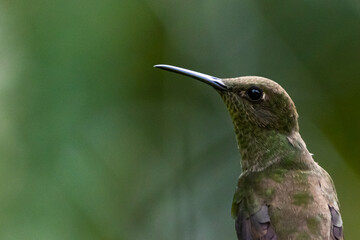 Close de um beija-flor pousado em um galho na Mata Atlântica, beija-flor-cinza / A close-up of a hummingbird perched on a branch in the Atlantic Forest, Sombre Hummingbird