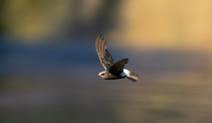 Little Swift