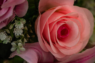 pink and rose close up