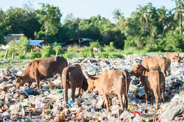 Cow.feed on the waste pile