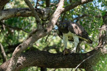 Aigle martial, Polemaetus bellicosus, Martial Eagle, Varan du Nil, Varanus niloticus