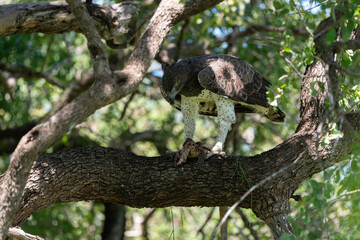 Aigle martial, Polemaetus bellicosus, Martial Eagle, Varan du Nil, Varanus niloticus