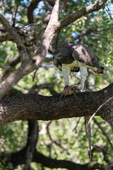 Aigle martial, Polemaetus bellicosus, Martial Eagle, Varan du Nil, Varanus niloticus