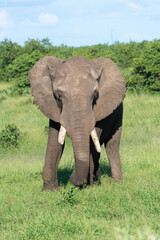 Fototapeta premium Éléphant d'Afrique, Loxodonta africana, Parc national Kruger, Afrique du Sud
