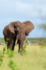 Obraz premium Éléphant d'Afrique, Loxodonta africana, Parc national Kruger, Afrique du Sud