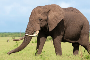 Obraz premium Éléphant d'Afrique, Loxodonta africana, Parc national Kruger, Afrique du Sud