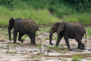 Éléphant d'Afrique, Loxodonta africana, Parc national Kruger, Afrique du Sud