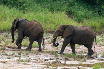&Eacute;l&eacute;phant d'Afrique, Loxodonta africana, Parc national Kruger, Afrique du Sud