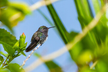 Um beija-flor pousado em um galho na Mata Atlântica, Beija-flor-de-papo-branco / A hummingbird perched on a branch in the Atlantic Forest, White-throated Hummingbird