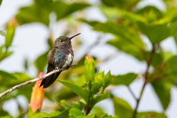 Um beija-flor pousado em um galho na Mata Atlântica, Beija-flor-de-papo-branco / A hummingbird perched on a branch in the Atlantic Forest, White-throated Hummingbird