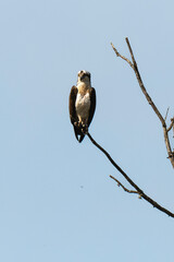 Balbuzard pêcheur, Pandion haliaetus, Western Osprey