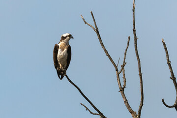 Balbuzard pêcheur, Pandion haliaetus, Western Osprey