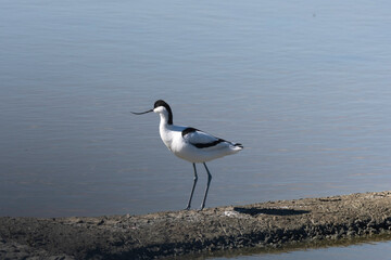 Avocette élégante, Recurvirostra avosetta, Pied Avocet, Marais salant, Guérande, 44, Loire Atlantique, France