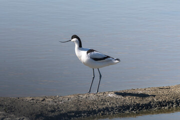 Avocette élégante, Recurvirostra avosetta, Pied Avocet, Marais salant, Guérande, 44, Loire Atlantique, France