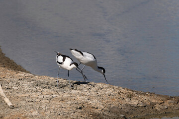 Avocette élégante, Recurvirostra avosetta, Pied Avocet, nid, Marais salant, Guérande, 44, Loire Atlantique, France