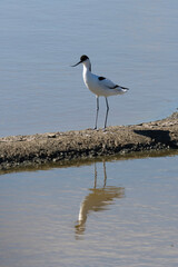 Avocette élégante, Recurvirostra avosetta, Pied Avocet, Marais salant, Guérande, 44, Loire Atlantique, France