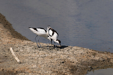 Avocette élégante, Recurvirostra avosetta, Pied Avocet, nid, Marais salant, Guérande, 44, Loire Atlantique, France