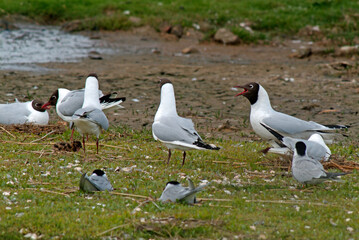 Mouette rieuse, nid,.Chroicocephalus ridibundus, Black headed Gull