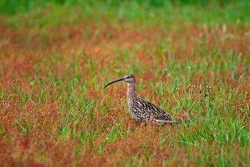 Courlis cendré,.Numenius arquata , Eurasian Curlew