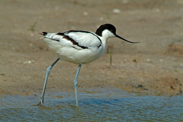 Avocette élégante, Recurvirostra avosetta, Pied Avocet