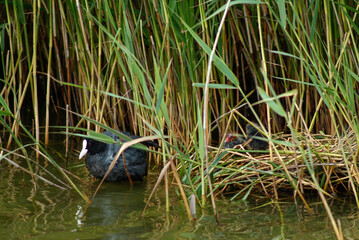 Foulque macroule, nid, .Fulica atra, Eurasian Coot