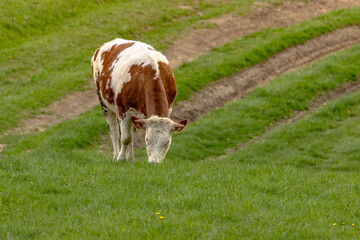 A cow grazing on a green meadow.